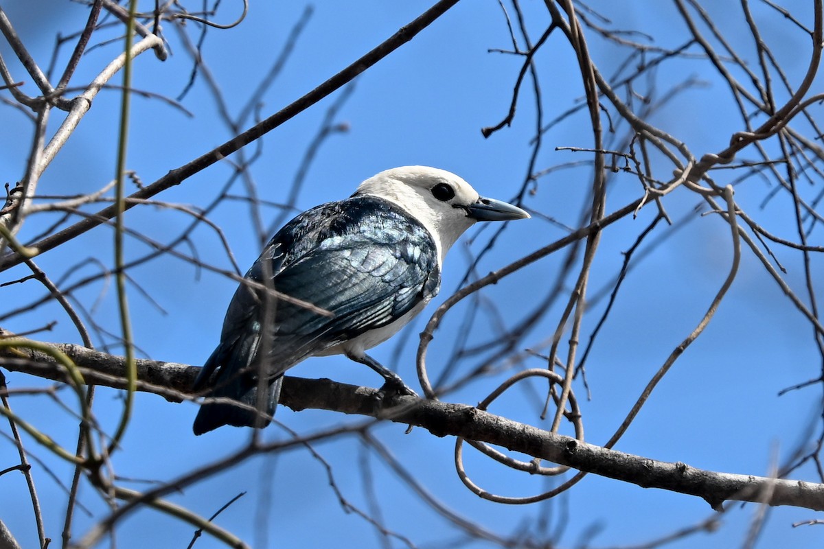 White-headed Vanga - ML645323165