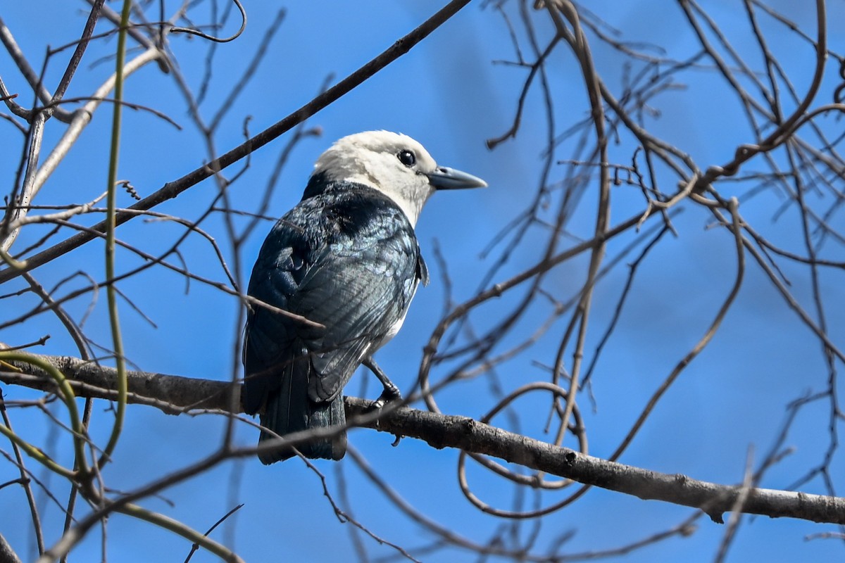 White-headed Vanga - ML645323166