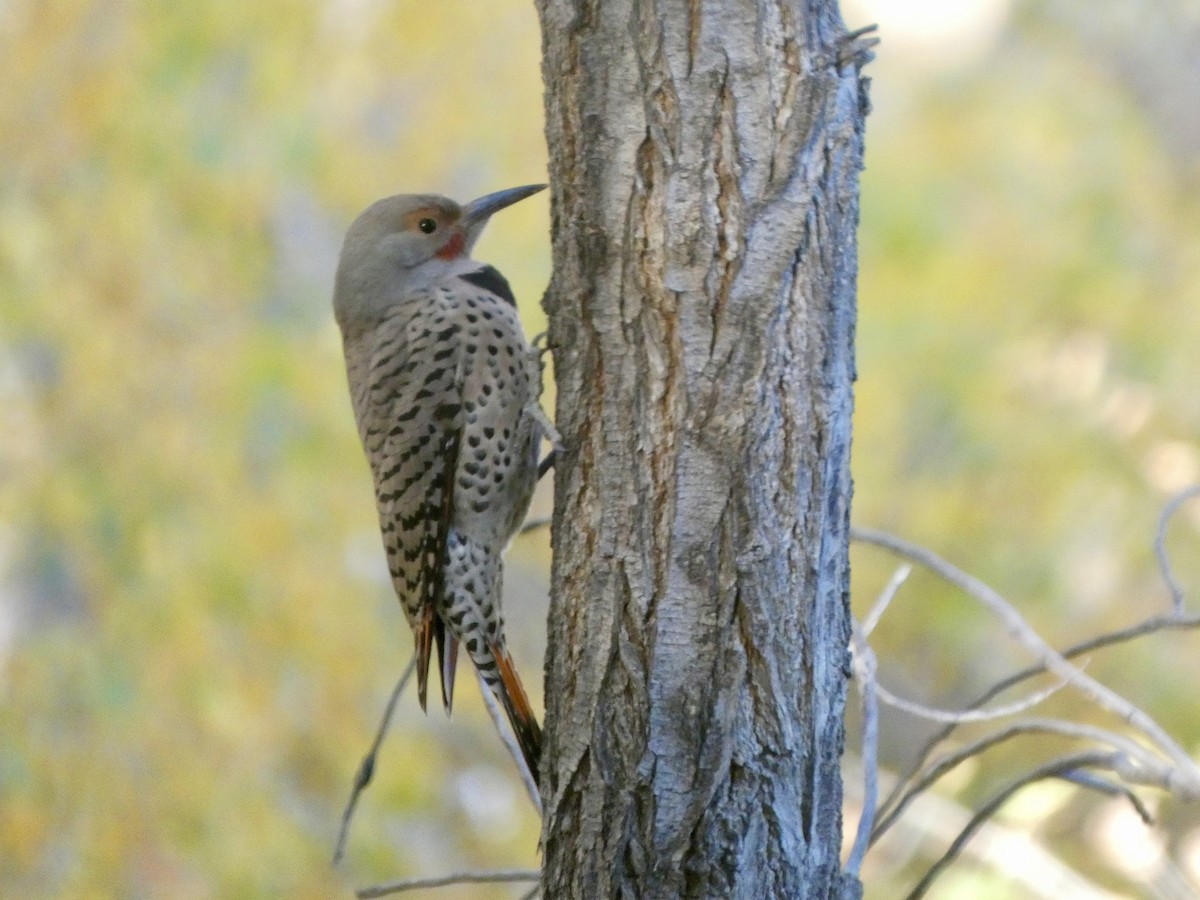 Northern Flicker - ML645323171