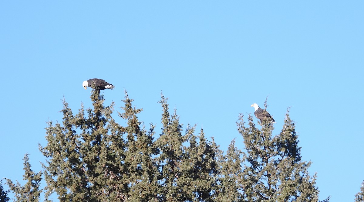 Pygargue à tête blanche - ML645323181