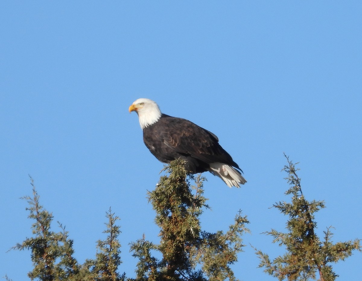 Pygargue à tête blanche - ML645323185