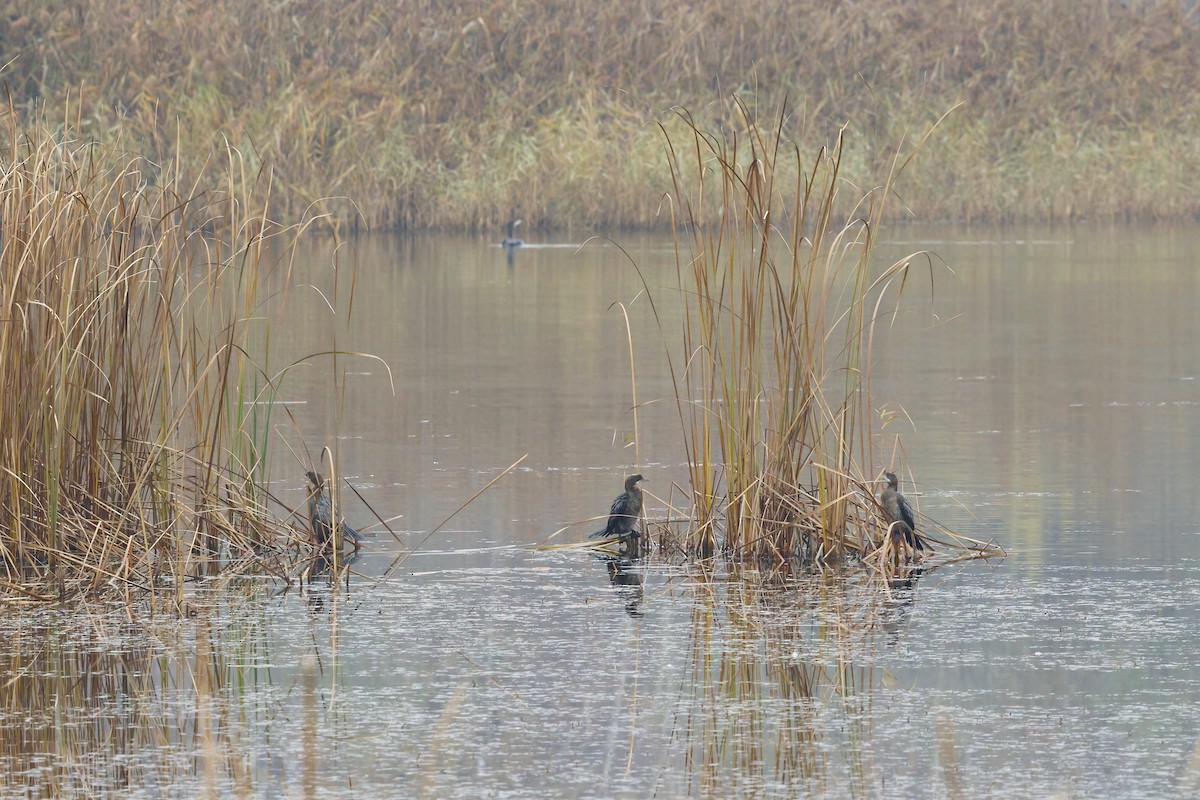 Ubarroi txikia - ML645323197