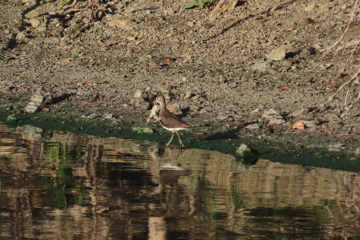 Einsiedelwasserläufer - ML645323198