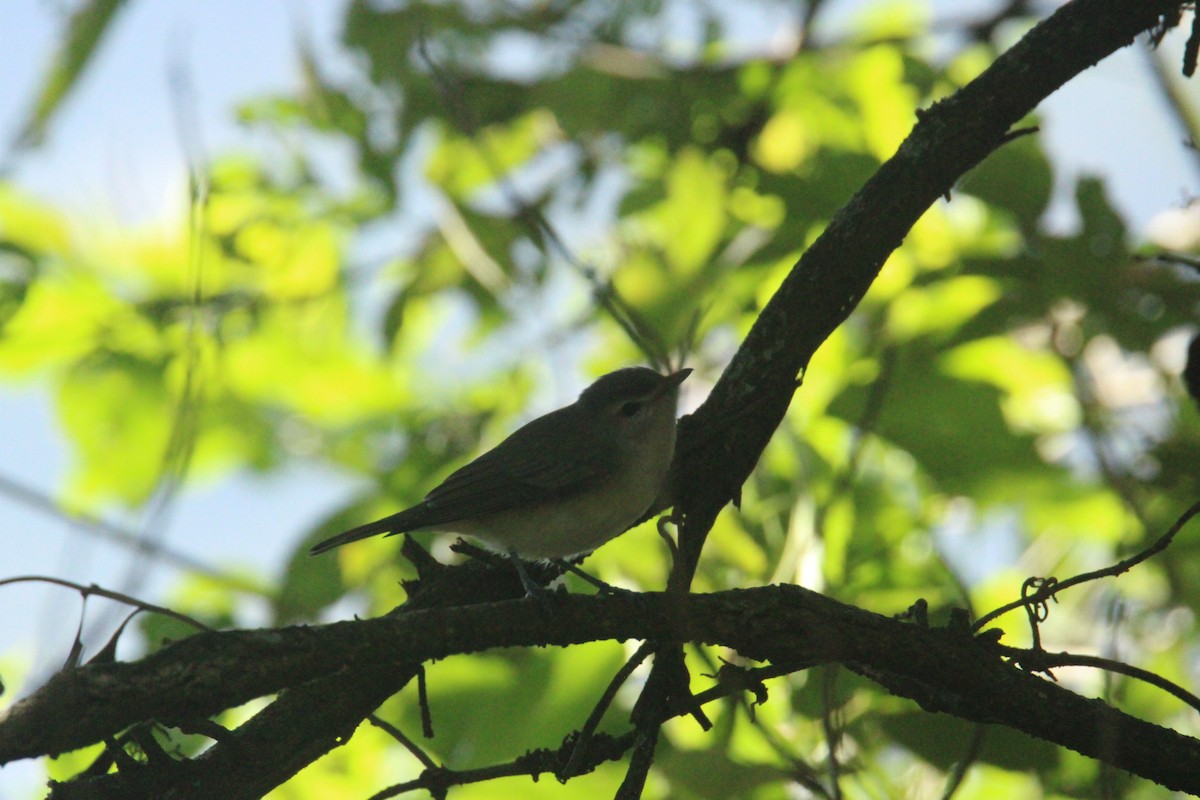 Bireo filadelfiarra - ML645323200