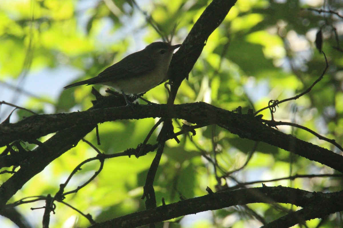 Bireo filadelfiarra - ML645323201