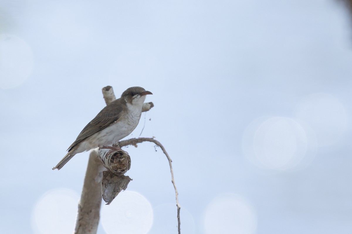 Brown-backed Honeyeater - ML645323207