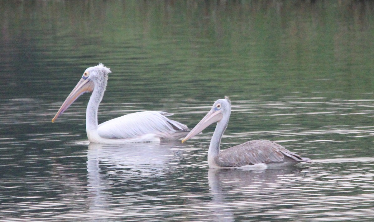 Spot-billed Pelican - ML645323237