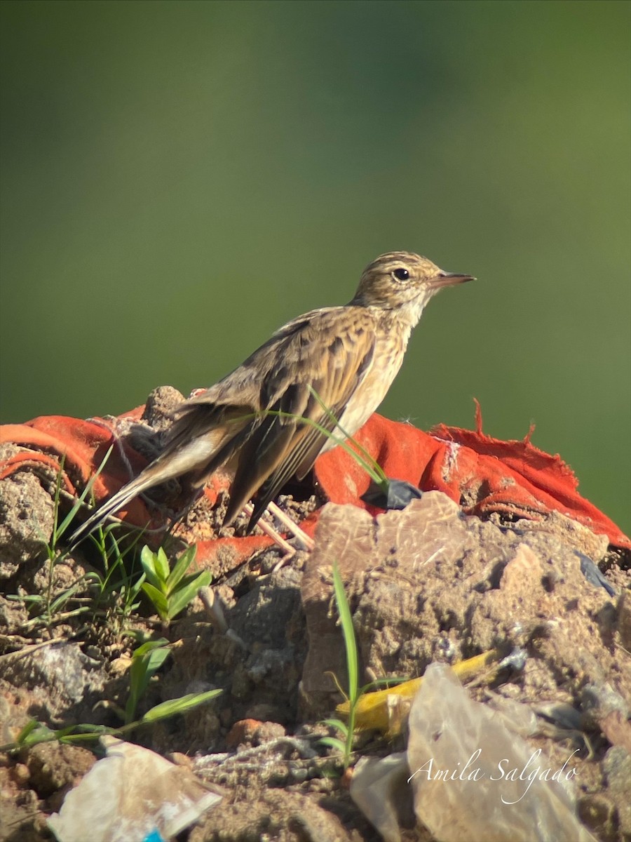 linduška rýžová - ML645323246