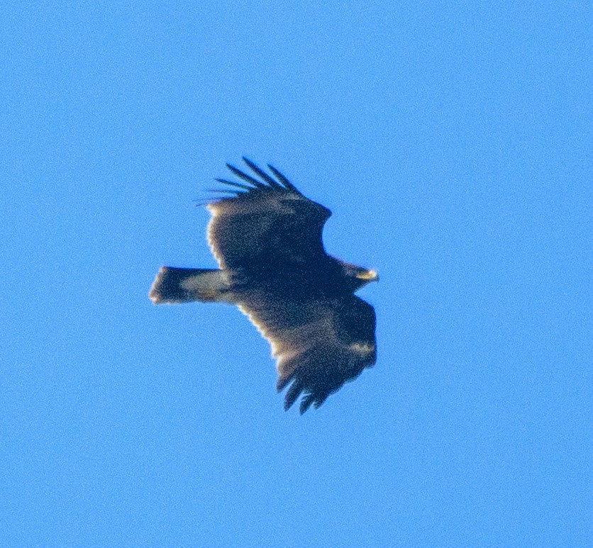 Greater Spotted Eagle - ML645323247