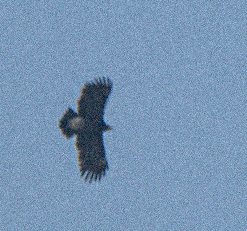 Greater Spotted Eagle - ML645323248