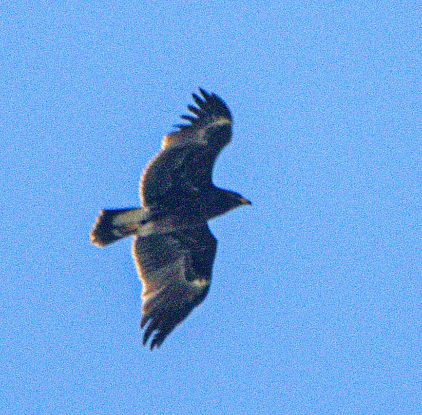 Greater Spotted Eagle - ML645323249