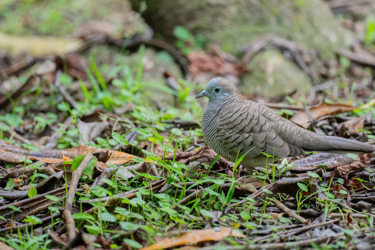 Зебровая горлица - ML645323267