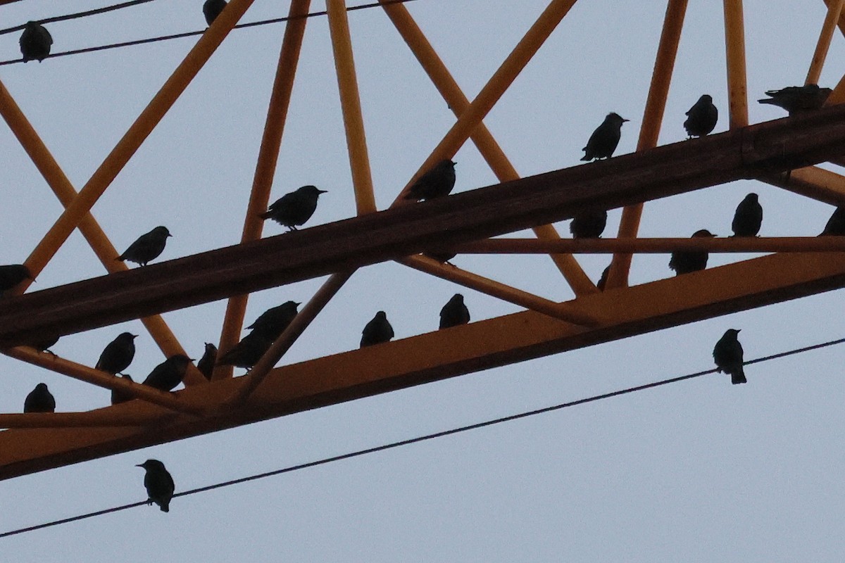 Spotless Starling - ML645323270