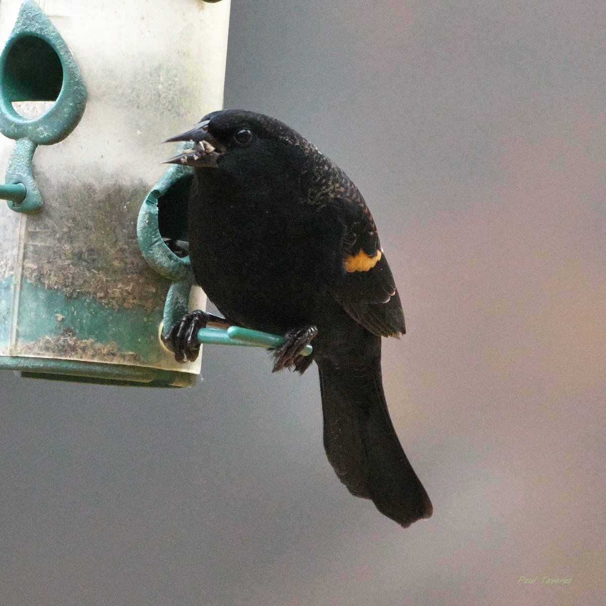 Red-winged Blackbird - ML645323271