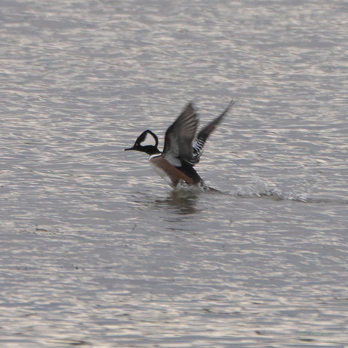 Hooded Merganser - ML645323285