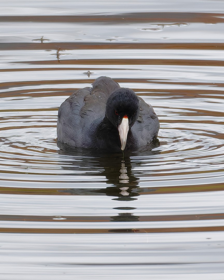 אגמית אמריקנית - ML645323286