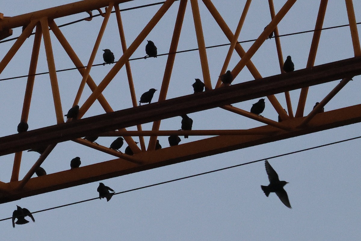 Spotless Starling - ML645323287