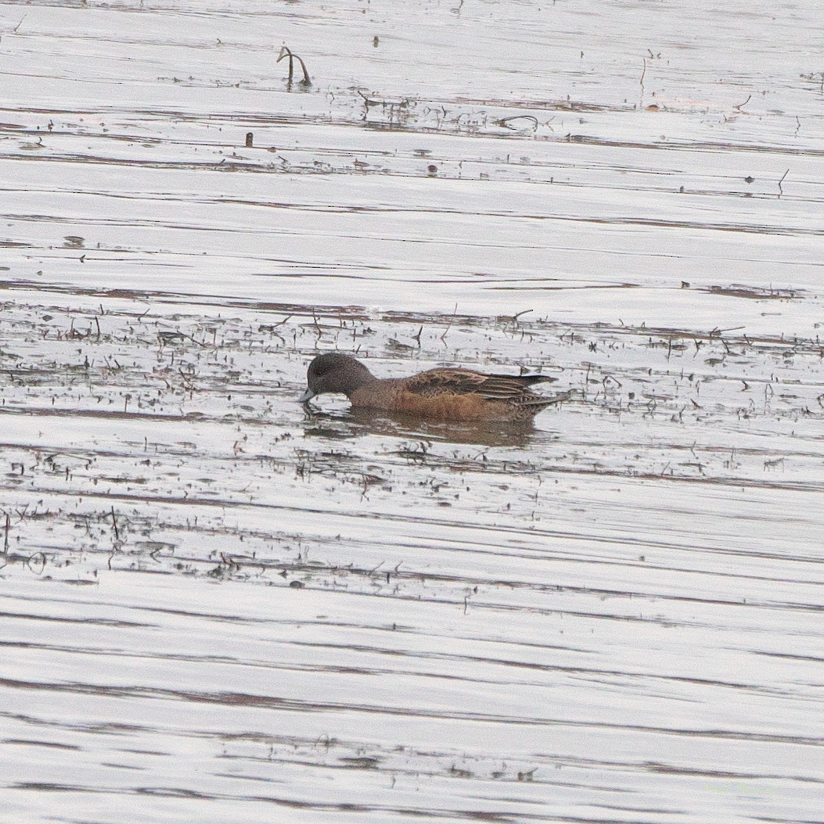 American Wigeon - ML645323303