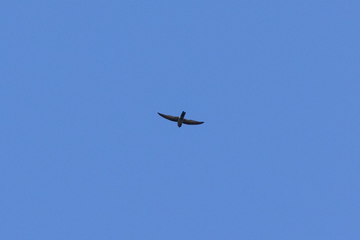 Australian Swiftlet - ML645323337