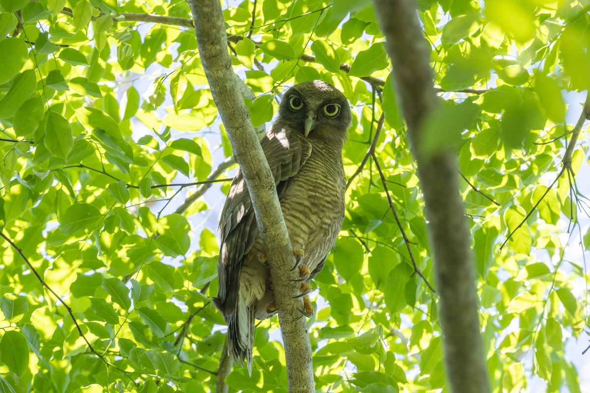 Nínox Rojizo - ML645323344