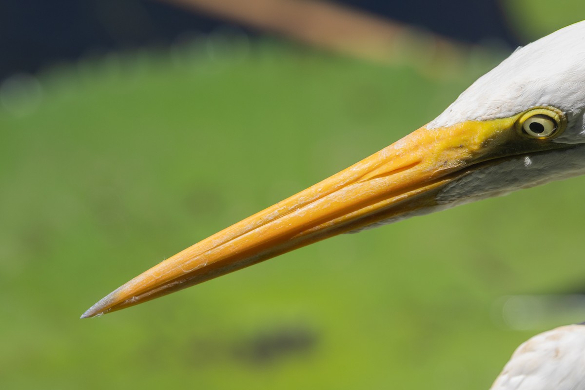 Plumed Egret - ML645323349