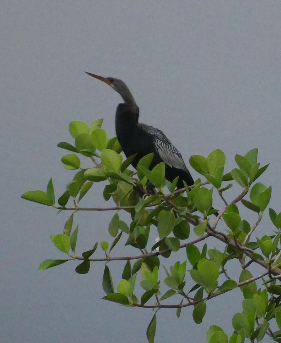 Anhinga - ML645323360
