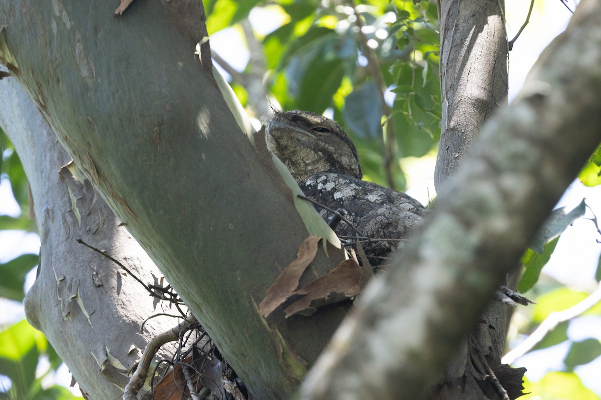 パプアガマグチヨタカ - ML645323361