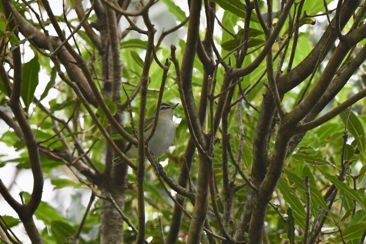 Красноглазый виреон - ML645323368