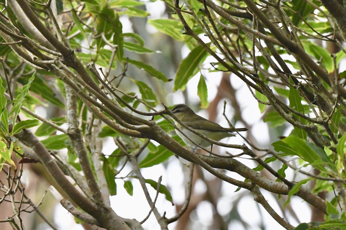 Красноглазый виреон - ML645323369