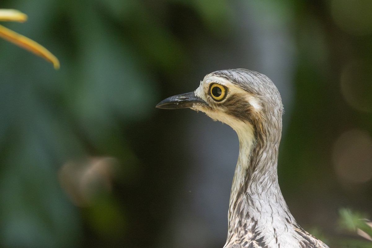 Bush Thick-knee - ML645323372