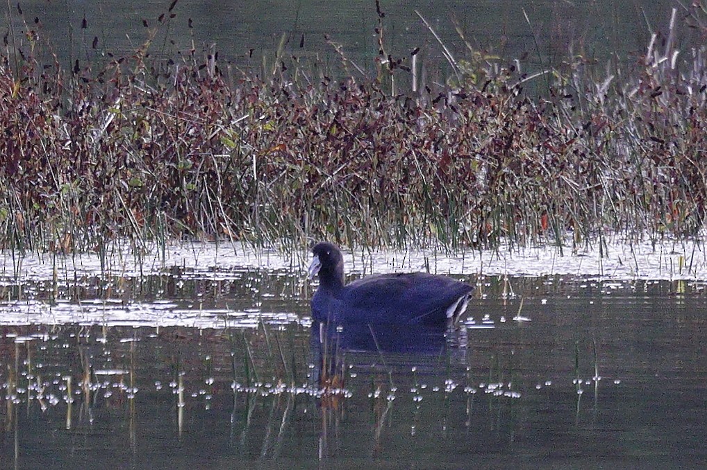 American Coot - ML645323380