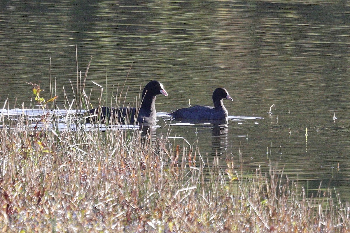 American Coot - ML645323383