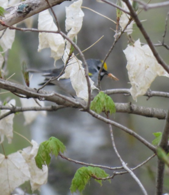 キンバネアメリカムシクイ - ML645323390