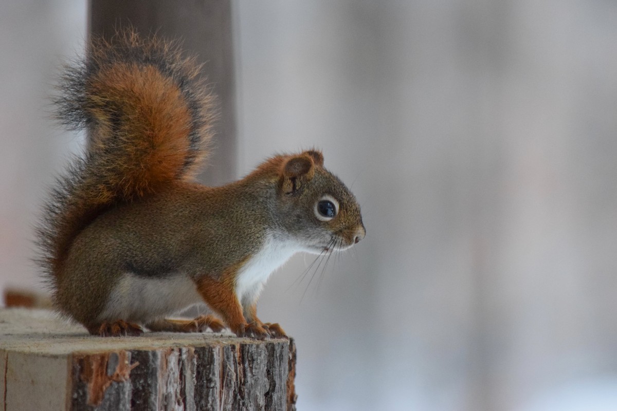 American Red Squirrel - ML645323397