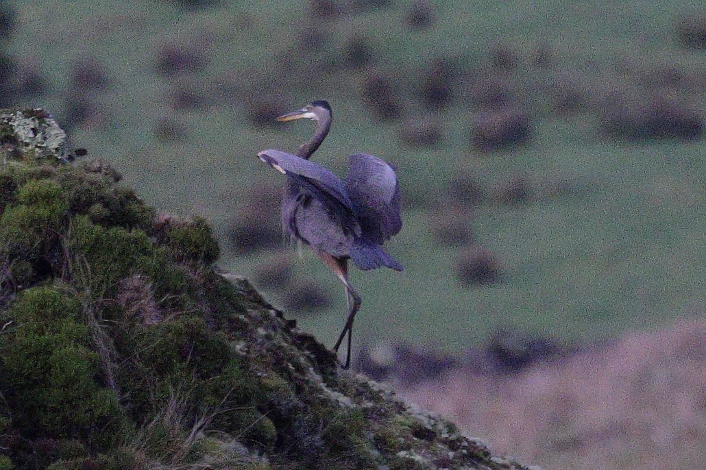 Great Blue Heron - ML645323401