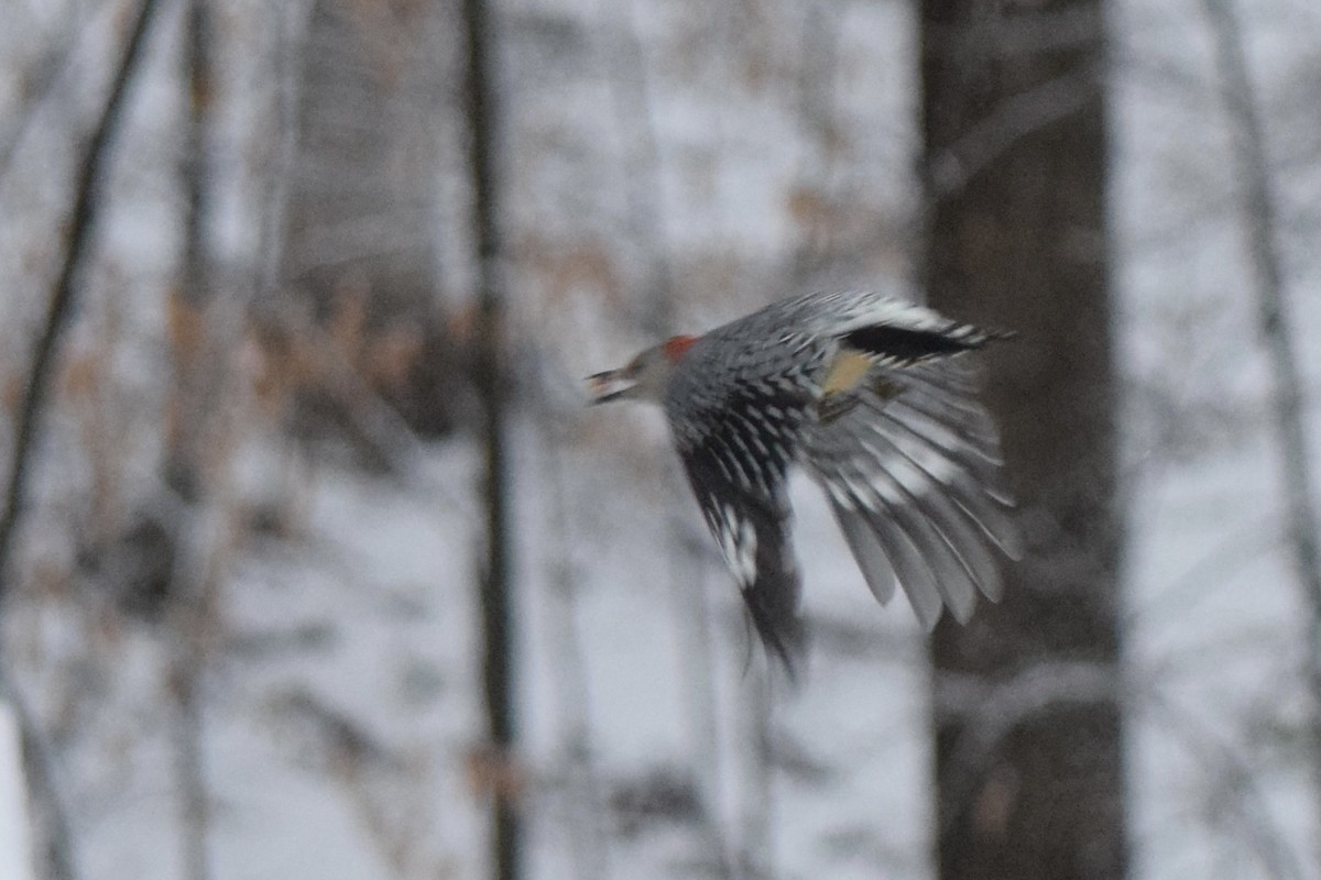 Red-bellied Woodpecker - ML645323411