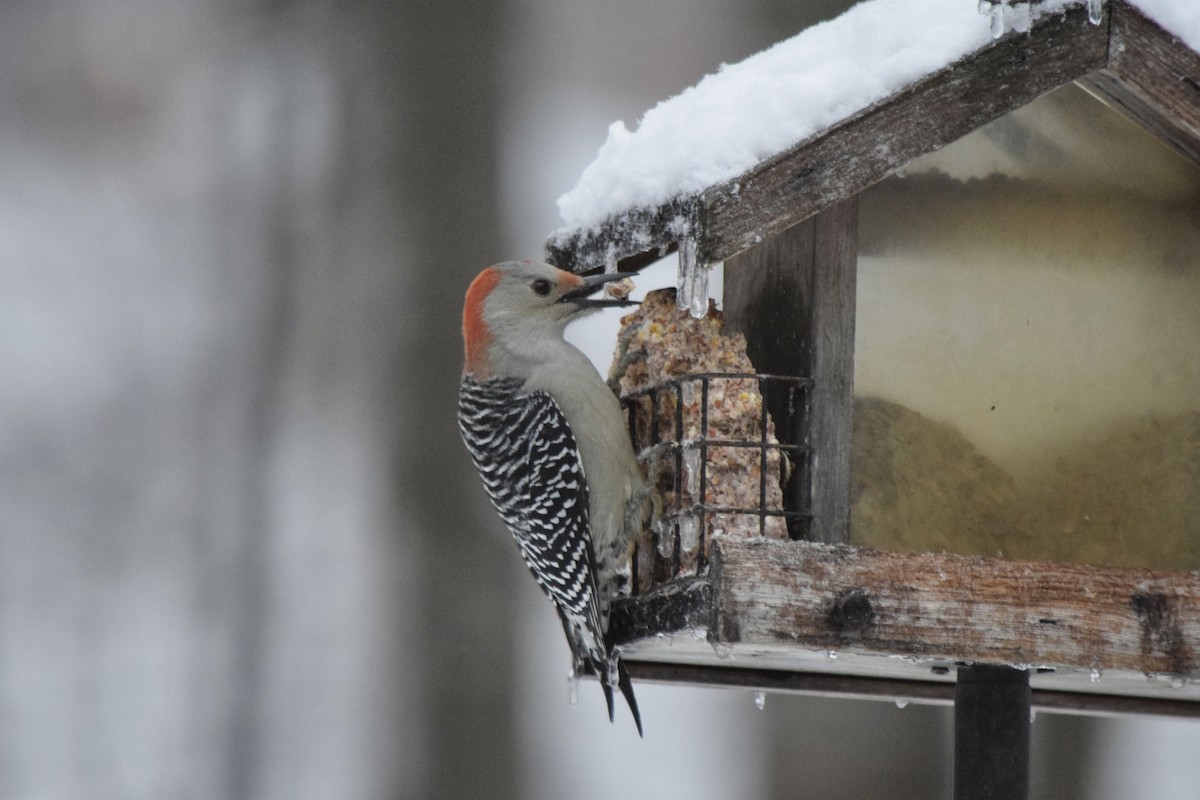 Red-bellied Woodpecker - ML645323413