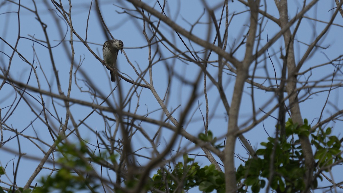 Bar-breasted Honeyeater - ML645323415