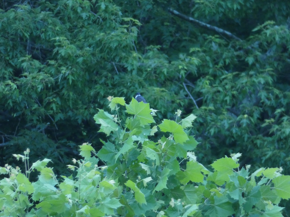 טירן מזרחי - ML645323434