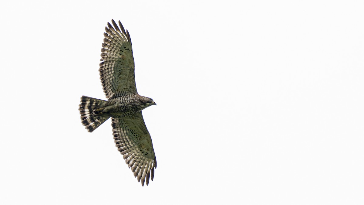 Канюк ширококрилий - ML645323437