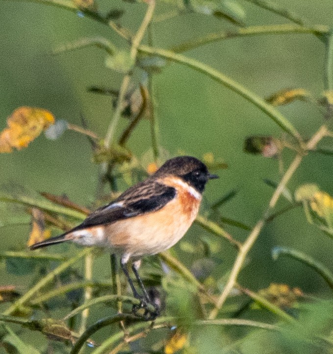 bramborníček sibiřský - ML645323442