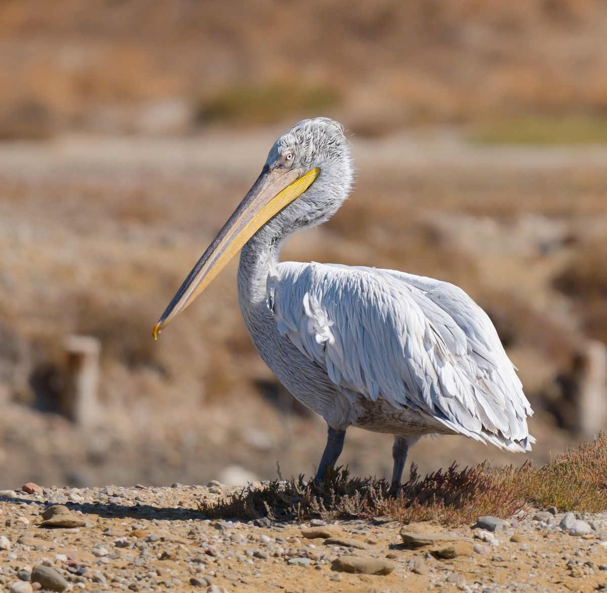 Dalmatian Pelican - ML645323443