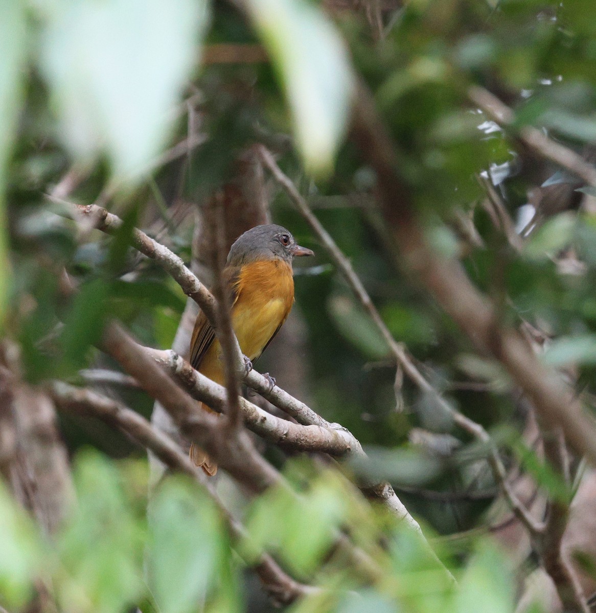 Citron-bellied Attila - ML645323444