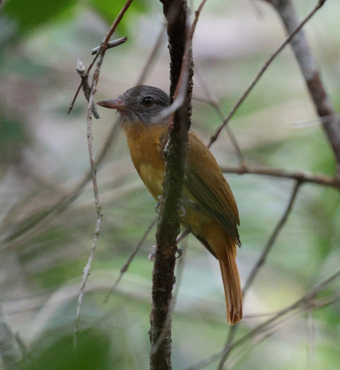 Citron-bellied Attila - ML645323445