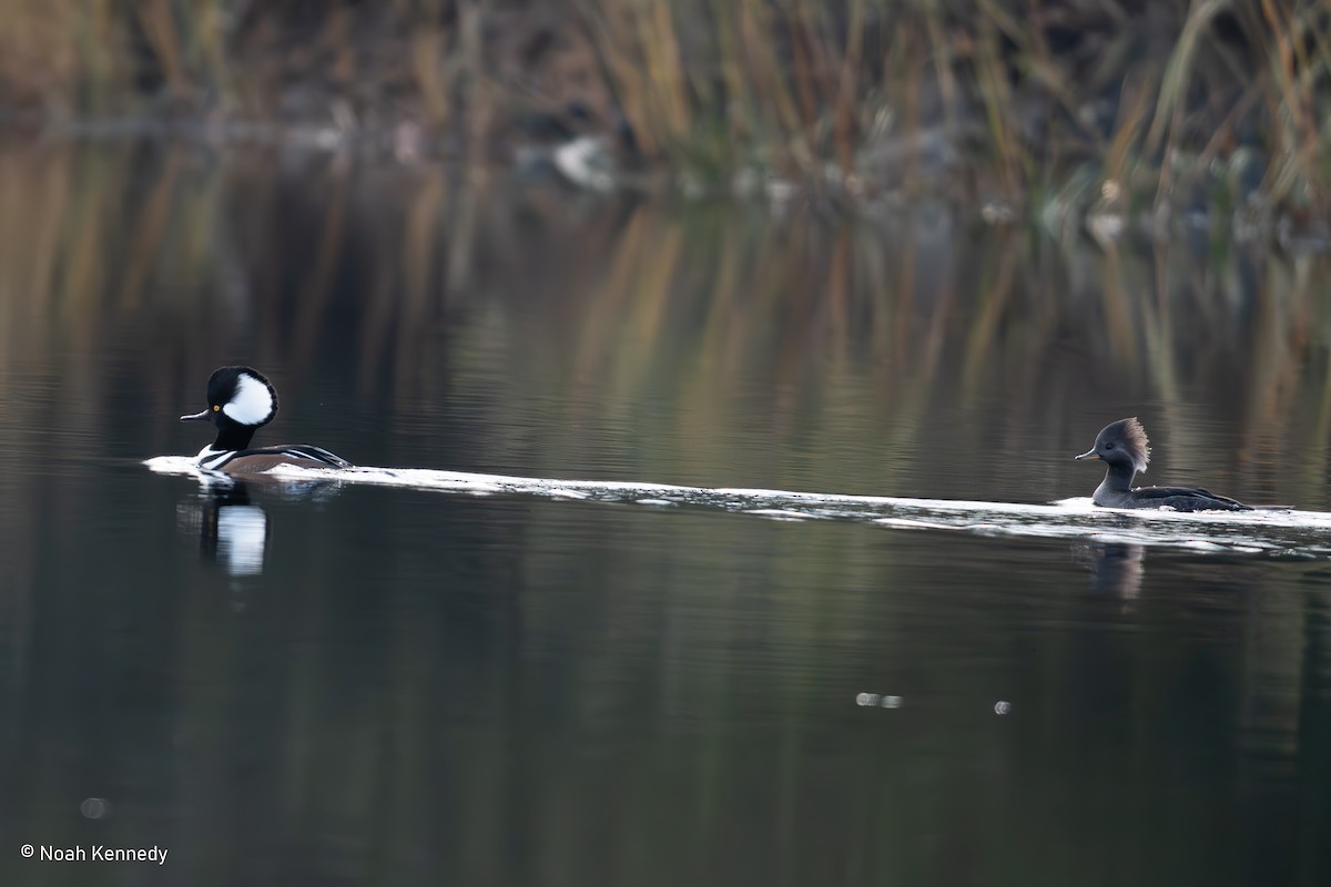 Hooded Merganser - ML645323452