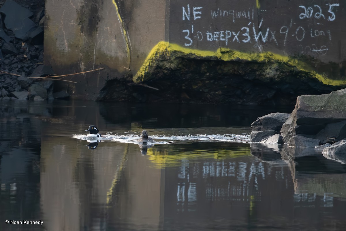 Hooded Merganser - ML645323453