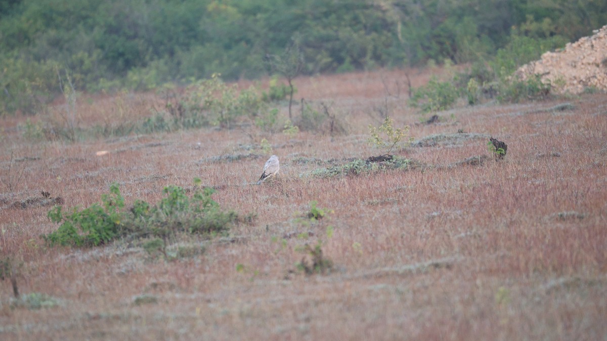 Aguilucho Papialbo - ML645323457