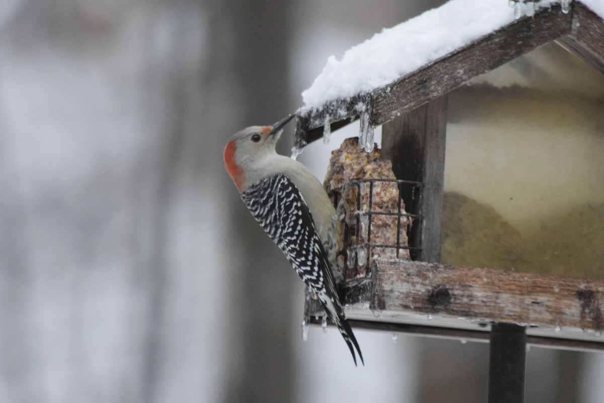 Red-bellied Woodpecker - ML645323458
