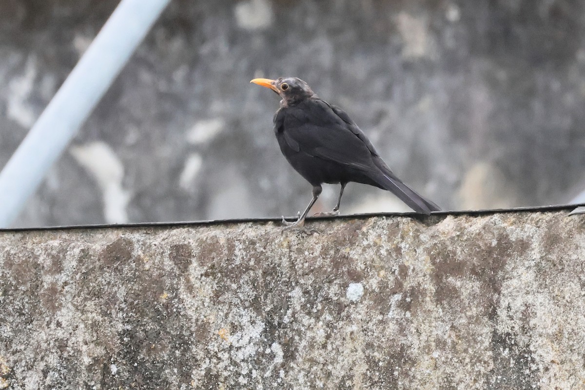 Eurasian Blackbird - ML645323470