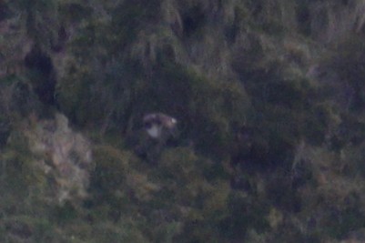 Rough-legged Hawk - ML645323481